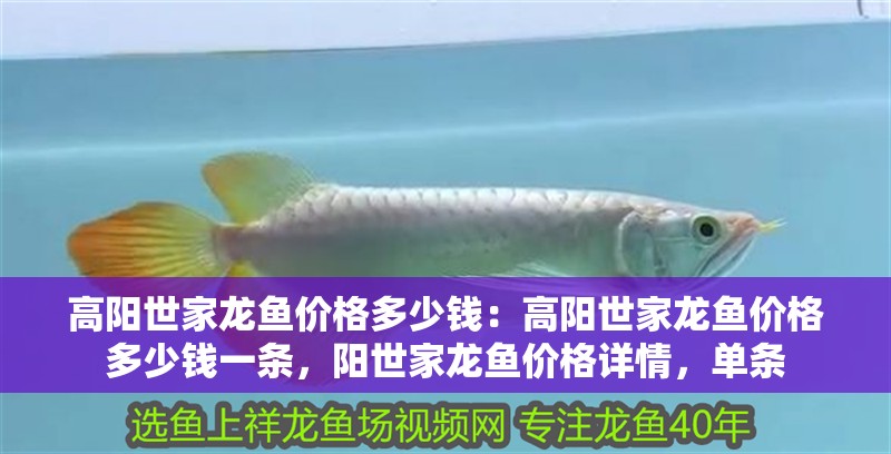 高陽世家龍魚價格多少錢：高陽世家龍魚價格多少錢一條，陽世家龍魚價格詳情，單條