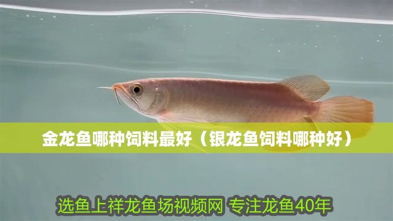 金龍魚哪種飼料最好（銀龍魚飼料哪種好）