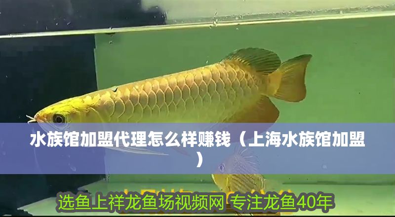 水族館加盟代理怎么樣賺錢（上海水族館加盟）
