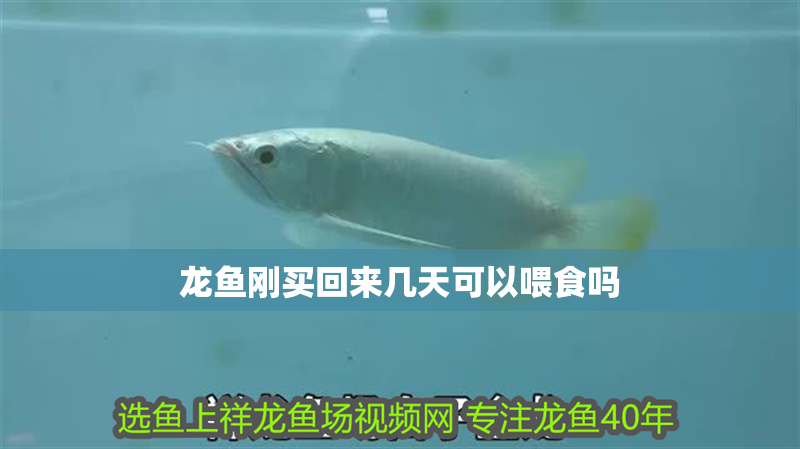 龍魚剛買回來幾天可以喂食嗎