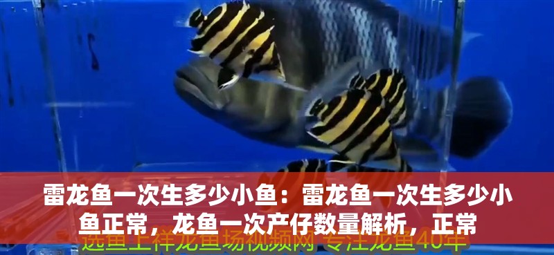 雷龍魚一次生多少小魚：雷龍魚一次生多少小魚正常，龍魚一次產仔數量解析，正常