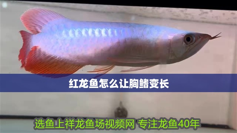 紅龍魚怎么讓胸鰭變長
