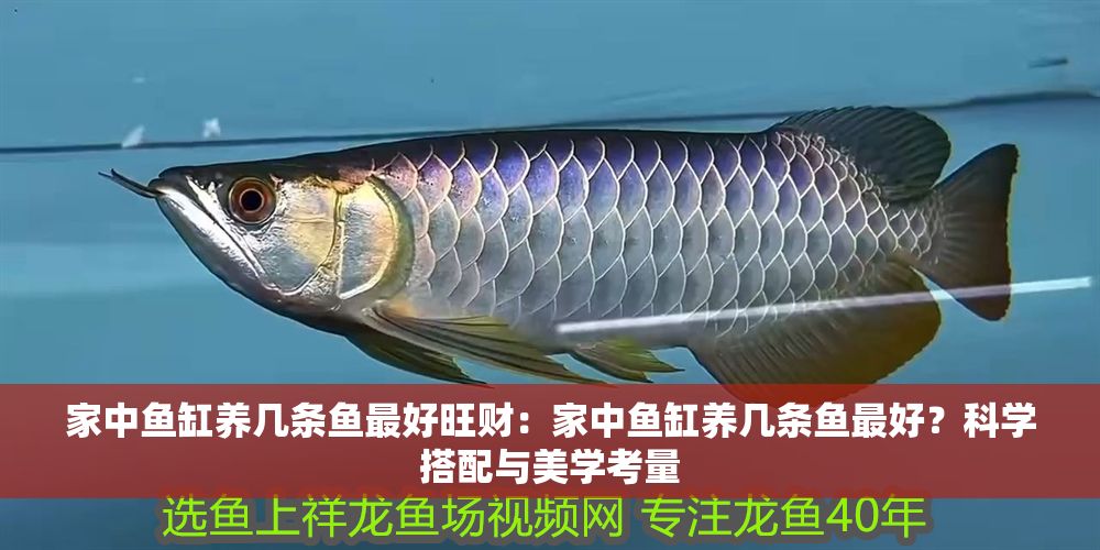 詳細(xì)閱讀:家中魚(yú)缸養(yǎng)幾條魚(yú)最好旺財(cái):家中魚(yú)缸養(yǎng)幾條魚(yú)最好?科學(xué)搭配與美學(xué)考量 家中魚(yú)缸養(yǎng)幾條魚(yú)最好旺財(cái):家中魚(yú)缸養(yǎng)幾條魚(yú)最好?科學(xué)搭配與美學(xué)考量