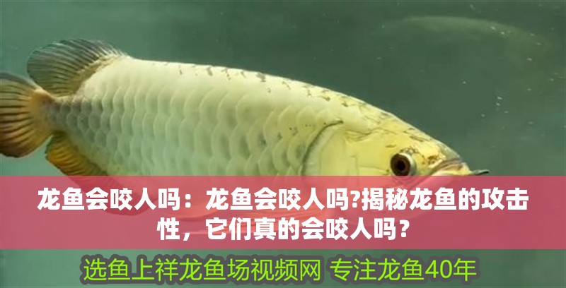 龍魚會咬人嗎：龍魚會咬人嗎?揭秘龍魚的攻擊性，它們真的會咬人嗎？