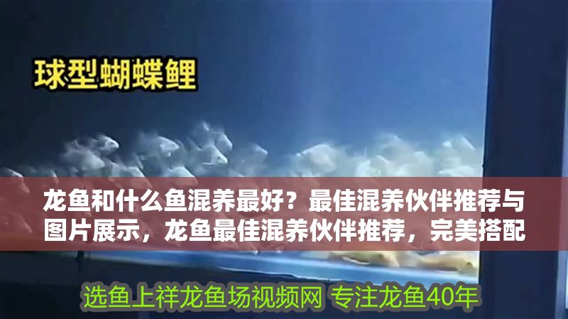 龍魚和什么魚混養最好？最佳混養伙伴推薦與圖片展示，龍魚最佳混養伙伴推薦，完美搭配與實拍展示