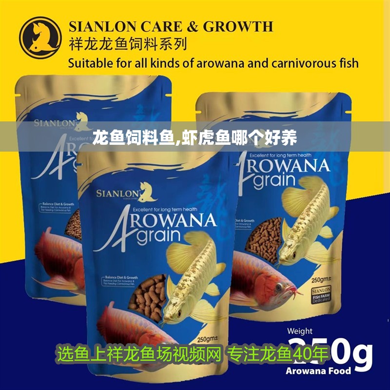 龍魚飼料魚,蝦虎魚哪個好養