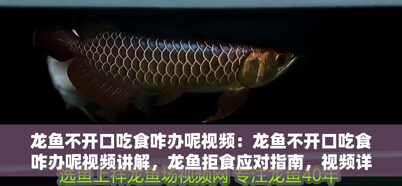 龍魚不開口吃食咋辦呢視頻：龍魚不開口吃食咋辦呢視頻講解，龍魚拒食應(yīng)對(duì)指南，視頻詳解