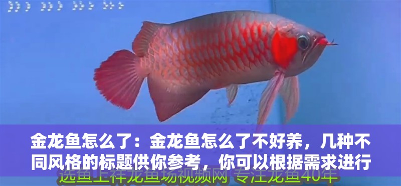 金龍魚怎么了：金龍魚怎么了不好養(yǎng)，幾種不同風(fēng)格的標(biāo)題供你參考，你可以根據(jù)需求進(jìn)行選擇，，直白疑問風(fēng)，金龍魚為何難養(yǎng)？，好奇探究風(fēng)，探秘，金龍魚究竟怎么了不好養(yǎng)