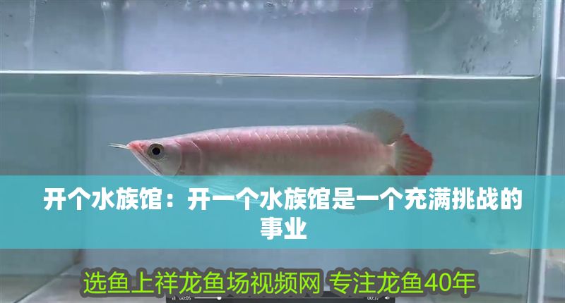 開個水族館：開一個水族館是一個充滿挑戰(zhàn)的事業(yè)