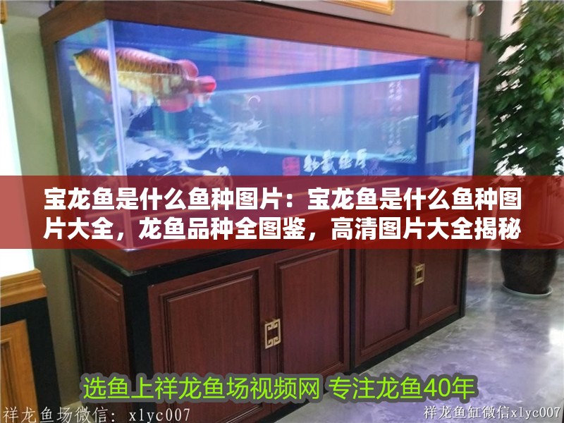 寶龍魚是什么魚種圖片：寶龍魚是什么魚種圖片大全，龍魚品種全圖鑒，高清圖片大全揭秘神秘魚種