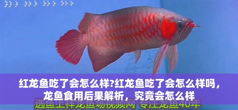 紅龍魚吃了會怎么樣?紅龍魚吃了會怎么樣嗎，龍魚食用后果解析，究竟會怎么樣