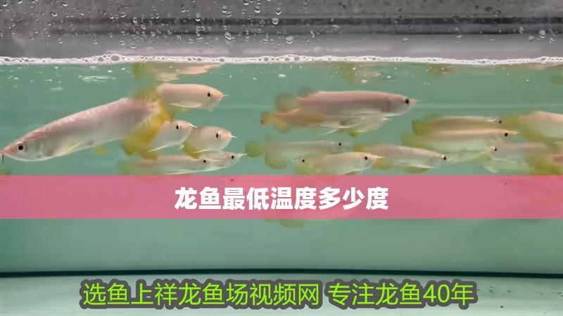 龍魚最低溫度多少度