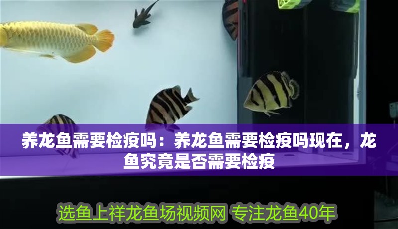 養龍魚需要檢疫嗎：養龍魚需要檢疫嗎現在，龍魚究竟是否需要檢疫