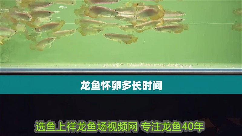 龍魚懷卵多長時間