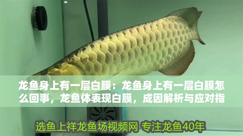 龍魚身上有一層白膜：龍魚身上有一層白膜怎么回事，龍魚體表現白膜，成因解析與應對指南