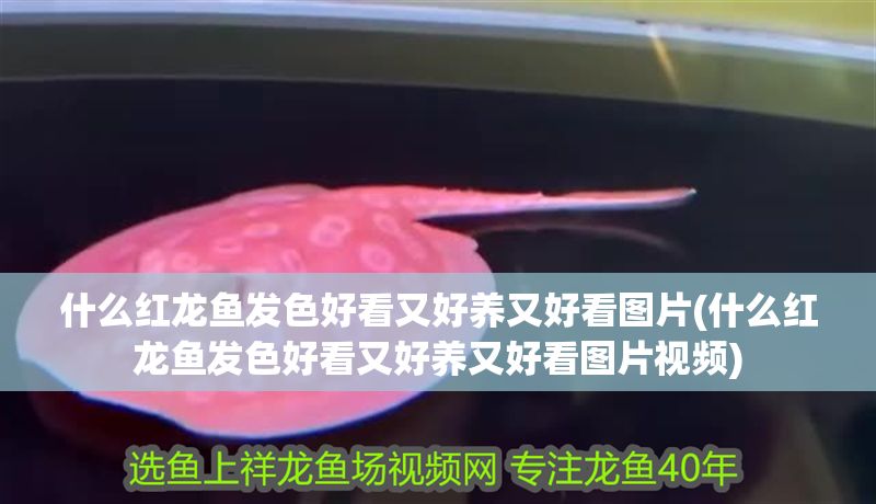 什么紅龍魚發色好看又好養又好看圖片(什么紅龍魚發色好看又好養又好看圖片視頻)