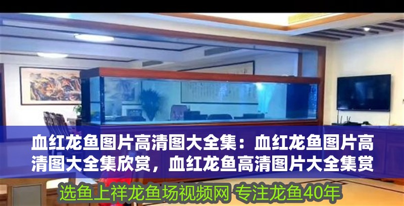 血紅龍魚圖片高清圖大全集：血紅龍魚圖片高清圖大全集欣賞，血紅龍魚高清圖片大全集賞析