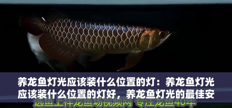 養(yǎng)龍魚(yú)燈光應(yīng)該裝什么位置的燈：養(yǎng)龍魚(yú)燈光應(yīng)該裝什么位置的燈好，養(yǎng)龍魚(yú)燈光的最佳安裝位置解析