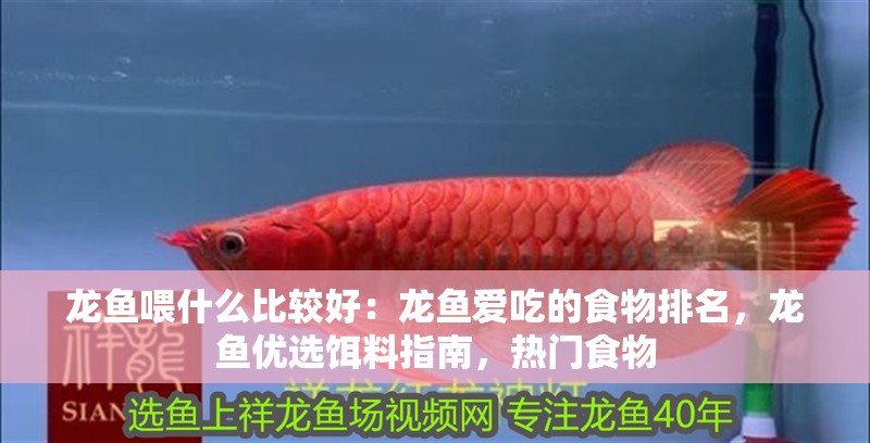 龍魚喂什么比較好：龍魚愛吃的食物排名，龍魚優選餌料指南，熱門食物
