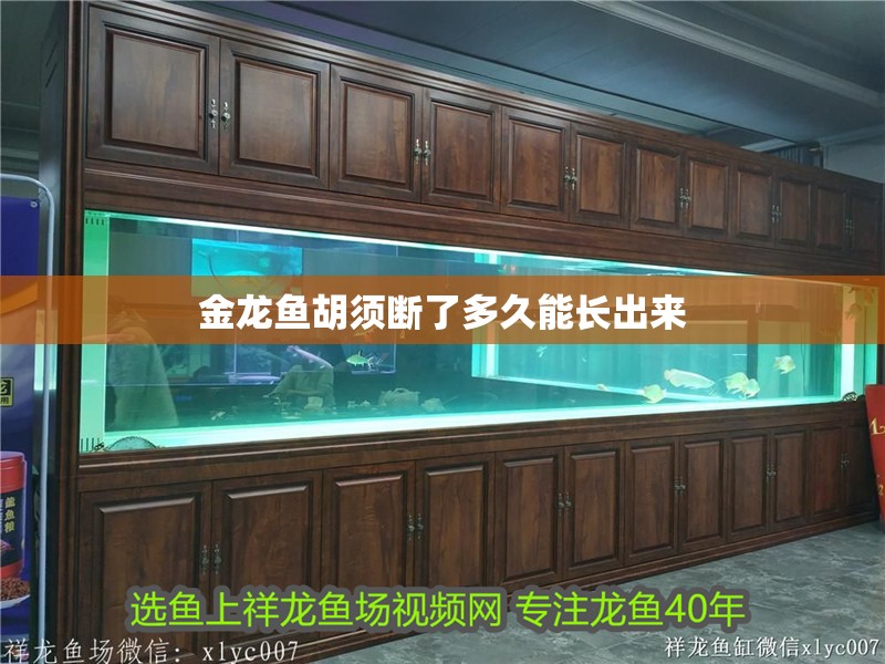 金龍魚胡須斷了多久能長出來