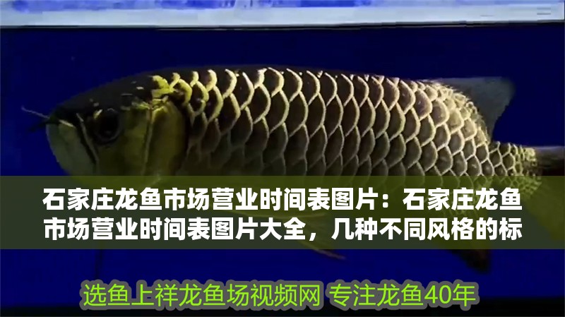 石家莊龍魚市場營業(yè)時(shí)間表圖片：石家莊龍魚市場營業(yè)時(shí)間表圖片大全，幾種不同風(fēng)格的標(biāo)題供你參考，，石家莊龍魚市場營業(yè)時(shí)間表圖片全覽，速看！石家莊龍魚市場營業(yè)時(shí)間表高清圖片合集，石家莊龍魚市場營業(yè)時(shí)間表