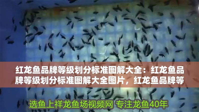 紅龍魚品牌等級劃分標準圖解大全：紅龍魚品牌等級劃分標準圖解大全圖片，紅龍魚品牌等級劃分標準全圖
