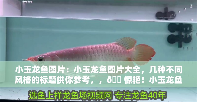 小玉龍魚圖片：小玉龍魚圖片大全，幾種不同風格的標題供你參考，，??驚艷！小玉龍魚高清美圖全收錄，??小玉龍魚視覺盛宴，海量圖片大集合，??解鎖小玉龍魚多樣風采，