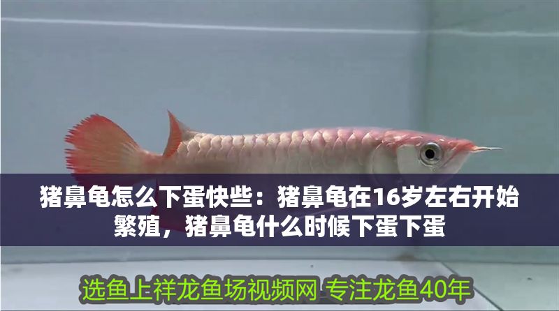 豬鼻龜怎么下蛋快些：豬鼻龜在16歲左右開始繁殖，豬鼻龜什么時候下蛋下蛋