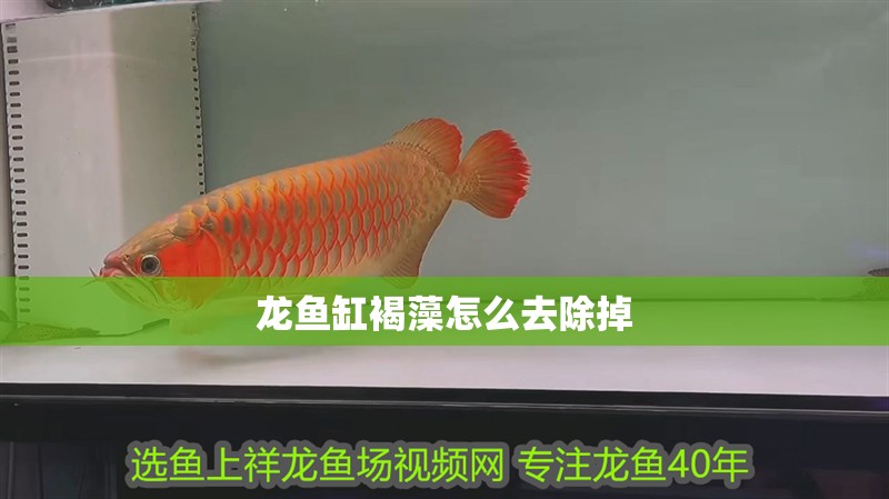 龍魚(yú)缸褐藻怎么去除掉