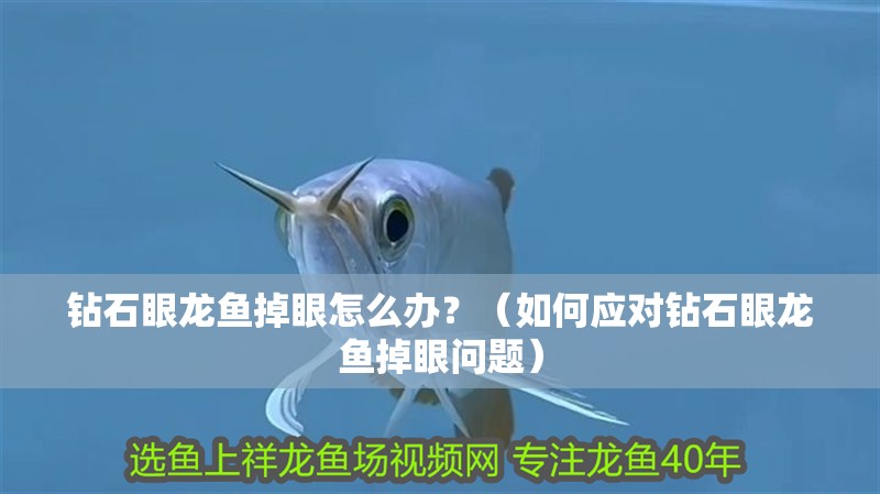 鉆石眼龍魚掉眼怎么辦？（如何應對鉆石眼龍魚掉眼問題）