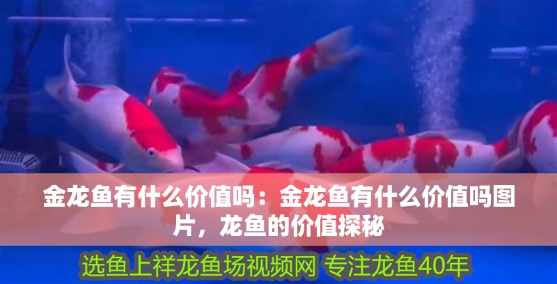 金龍魚有什么價值嗎：金龍魚有什么價值嗎圖片，龍魚的價值探秘