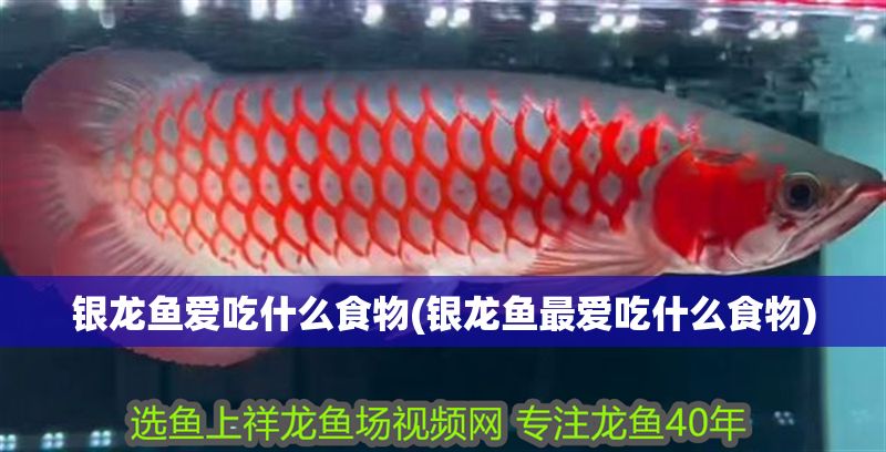 銀龍魚愛吃什么食物(銀龍魚最愛吃什么食物) 銀龍魚愛吃什么食物(銀龍魚最愛吃什么食物) 銀龍魚百科 第1張