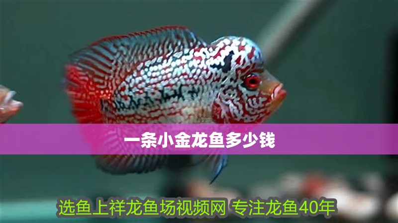 一條小金龍魚多少錢