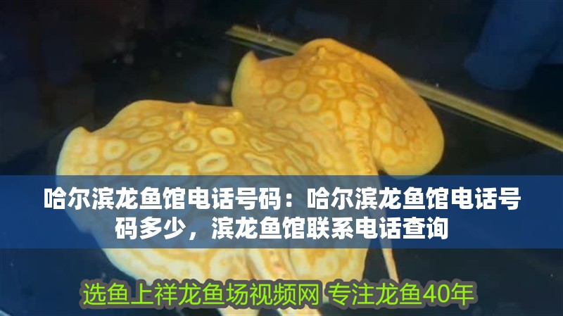哈爾濱龍魚館電話號碼：哈爾濱龍魚館電話號碼多少，濱龍魚館聯(lián)系電話查詢