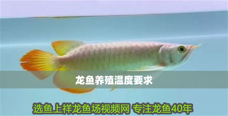 龍魚養殖溫度要求