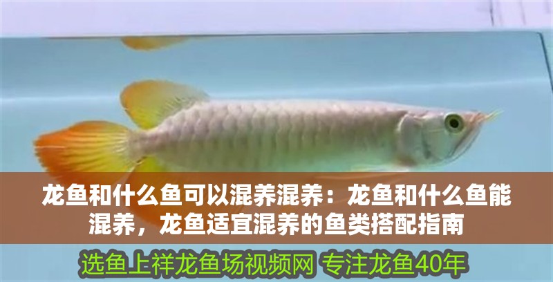 龍魚和什么魚可以混養混養：龍魚和什么魚能混養，龍魚適宜混養的魚類搭配指南