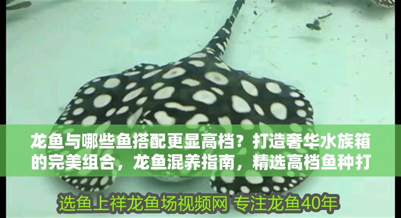 龍魚與哪些魚搭配更顯高檔？打造奢華水族箱的完美組合，龍魚混養指南，精選高檔魚種打造奢華水族箱