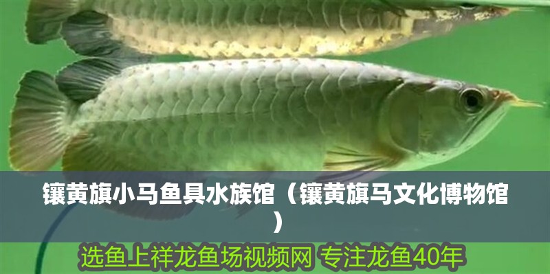 鑲黃旗小馬魚具水族館（鑲黃旗馬文化博物館）