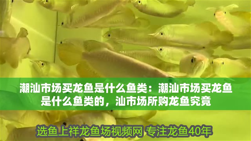 潮汕市場(chǎng)買龍魚是什么魚類：潮汕市場(chǎng)買龍魚是什么魚類的，汕市場(chǎng)所購龍魚究竟 潮汕市場(chǎng)買龍魚是什么魚類：潮汕市場(chǎng)買龍魚是什么魚類的，汕市場(chǎng)所購龍魚究竟 水族問答