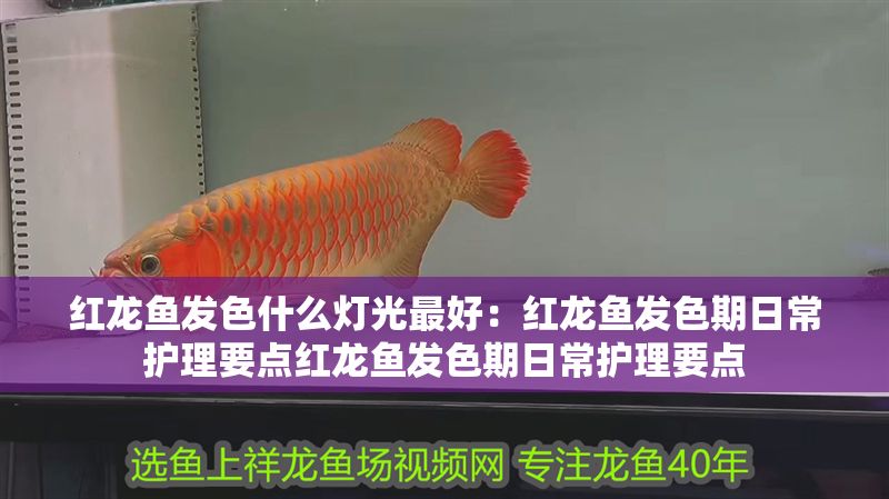 紅龍魚發色什么燈光最好：紅龍魚發色期日常護理要點紅龍魚發色期日常護理要點