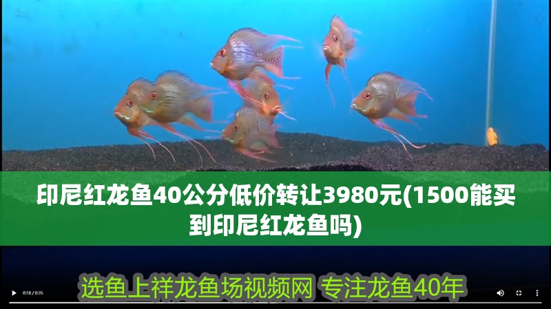 印尼紅龍魚40公分低價轉(zhuǎn)讓3980元(1500能買到印尼紅龍魚嗎)