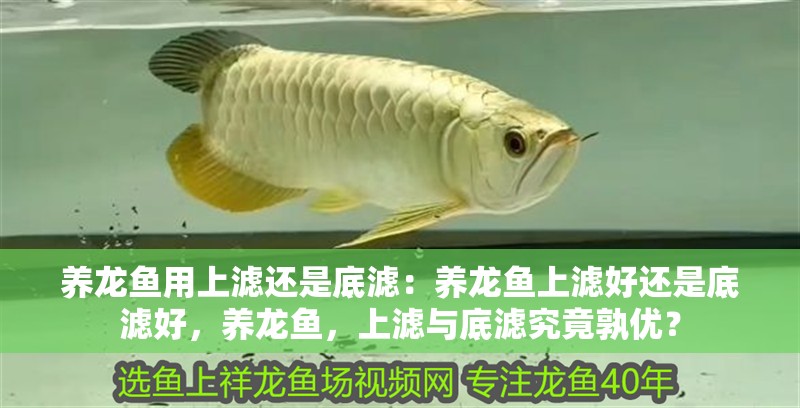 養(yǎng)龍魚用上濾還是底濾：養(yǎng)龍魚上濾好還是底濾好，養(yǎng)龍魚，上濾與底濾究竟孰優(yōu)？