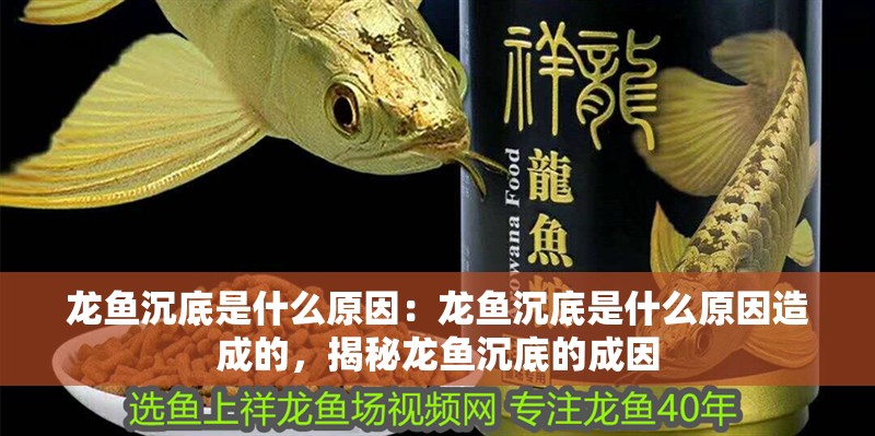龍魚沉底是什么原因：龍魚沉底是什么原因造成的，揭秘龍魚沉底的成因