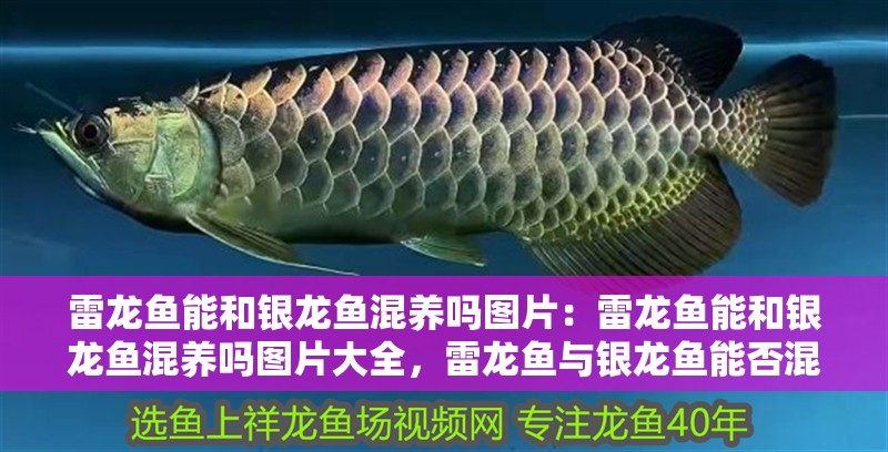 雷龍魚能和銀龍魚混養嗎圖片：雷龍魚能和銀龍魚混養嗎圖片大全，雷龍魚與銀龍魚能否混養？高清圖片全