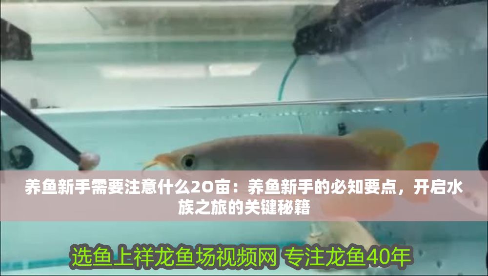 養(yǎng)魚(yú)新手需要注意什么2O畝：養(yǎng)魚(yú)新手的必知要點(diǎn)，開(kāi)啟水族之旅的關(guān)鍵秘籍