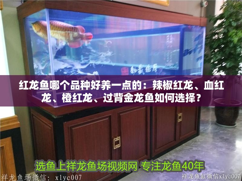 紅龍魚哪個品種好養一點的：辣椒紅龍、血紅龍、橙紅龍、過背金龍魚如何選擇？