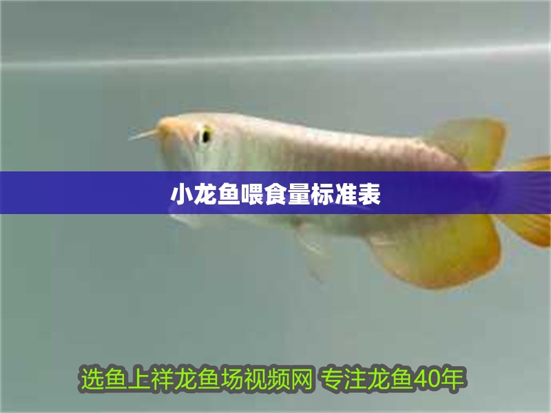 小龍魚喂食量標準表