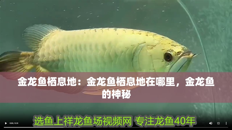 金龍魚棲息地：金龍魚棲息地在哪里，金龍魚的神秘