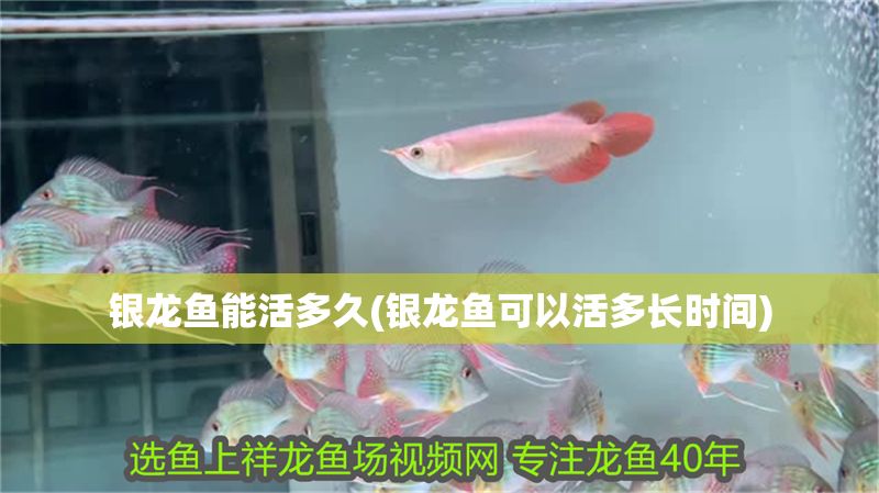 銀龍魚能活多久(銀龍魚可以活多長時間)