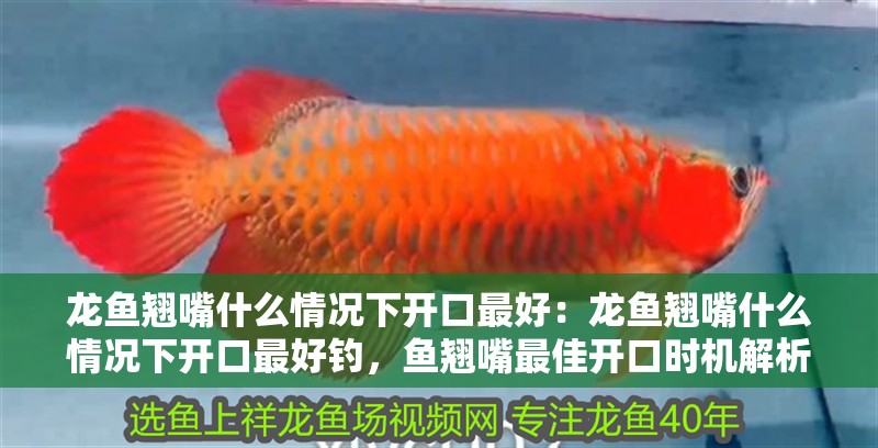 龍魚翹嘴什么情況下開口最好：龍魚翹嘴什么情況下開口最好釣，魚翹嘴最佳開口時機解析，高效